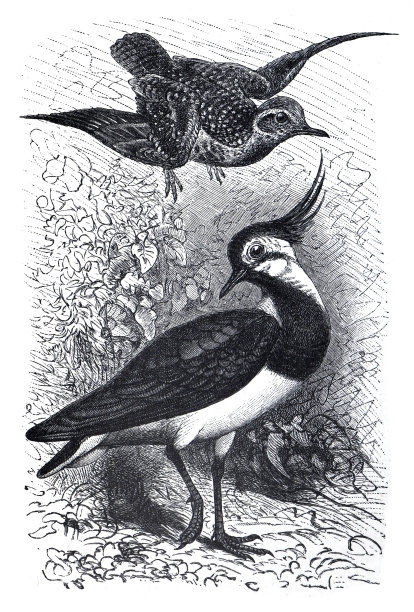 鸟类——欧洲金鸻(Pluvialis杏)，又称欧洲金鸻、欧亚金鸻)和北方田凫(Vanellus Vanellus)，又称 Peewit或pewit, tuit。复古水鸟插画。图片下载