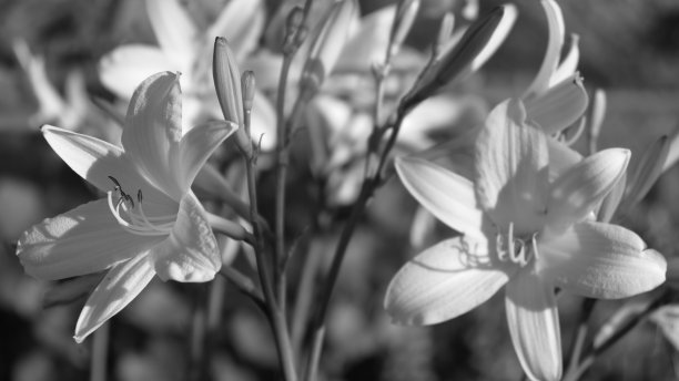 黑白相间的百合花图片下载