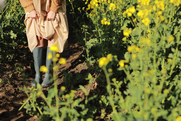 裁剪的照片女人的腿在橡胶靴在油菜黄色的领域。油菜籽种植园。油菜。田野里的女孩。高画质照片图片下载