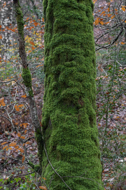 Alençon, France - 11 26 2022: Panoramic view of the Ecouves forest图片下载