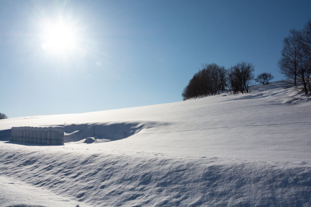 阳光明媚的冬日里的雪原和灌木丛图片下载