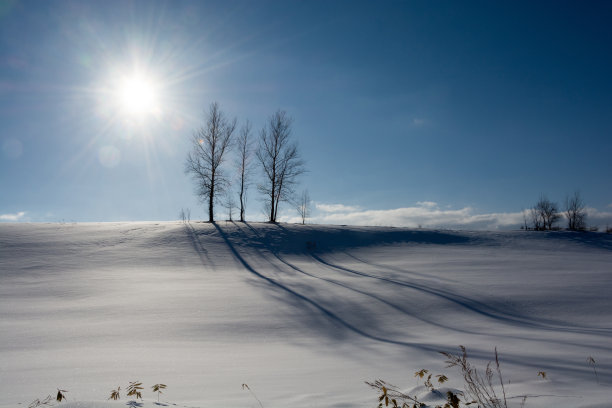 在一个阳光明媚的冬日，一个雪山上的小树林图片下载