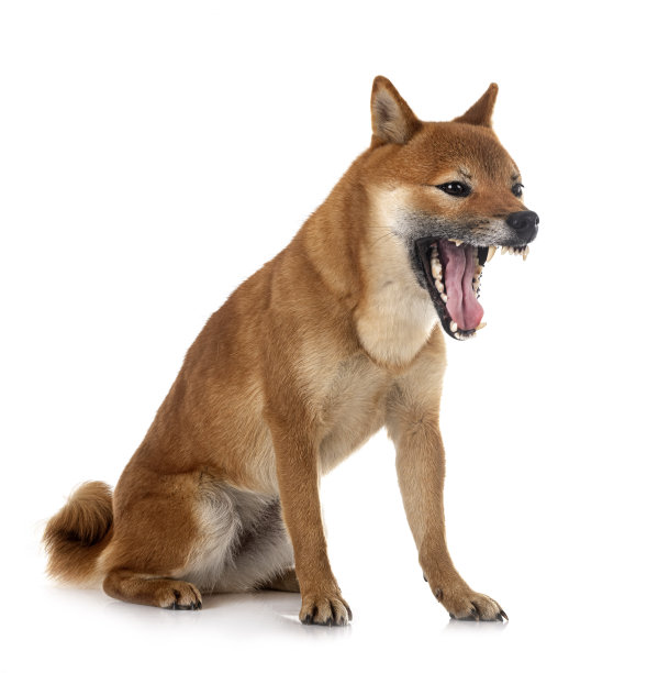 shiba inu在演播室图片下载