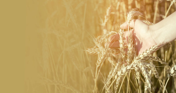 农民仔细检查庄稼的质量。图片下载