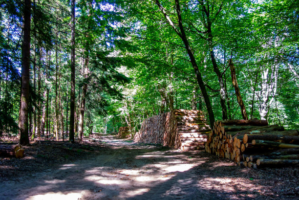 森林风景和成堆的木头图片下载