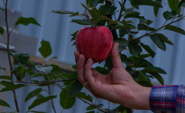 一个农民在花园里收割苹果。图片下载