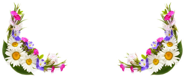 白色背景上的雏菊，夹竹桃，紫罗兰的花朵图案。为文本腾出空间。宽的照片。拼贴画。图片下载