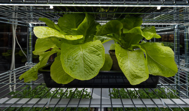 沙拉在室内生长室中发酵。图片下载