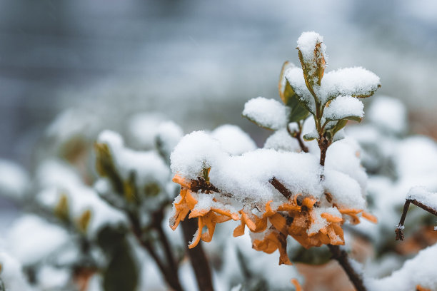 在春日里，雪花覆盖的花朵的选择性图片下载