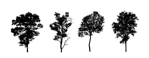 设置树木剪影刷在白色背景图片下载