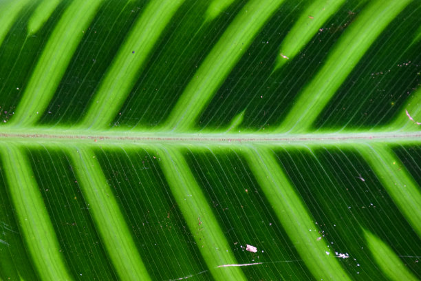 热带叶脉图片下载