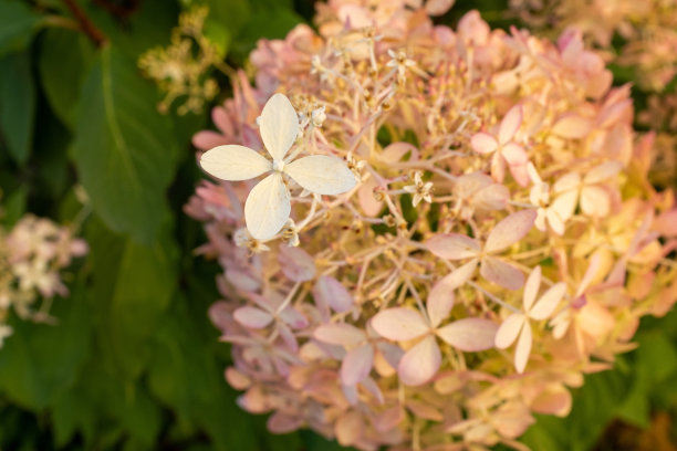 盛开的绣球花蕾，选择性聚焦。花园中圆锥绣球花的白色花朵，用于出版，海报，屏幕保护程序，墙纸，明信片，横幅，封面。高画质照片图片下载