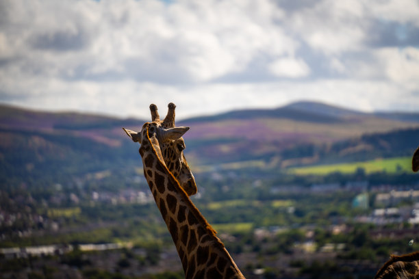 长颈鹿与背景风景图片下载