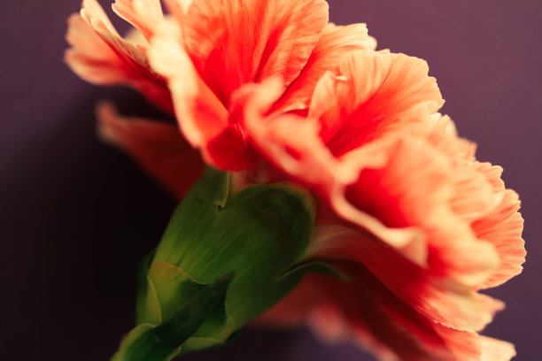 创意红色康乃馨图片下载