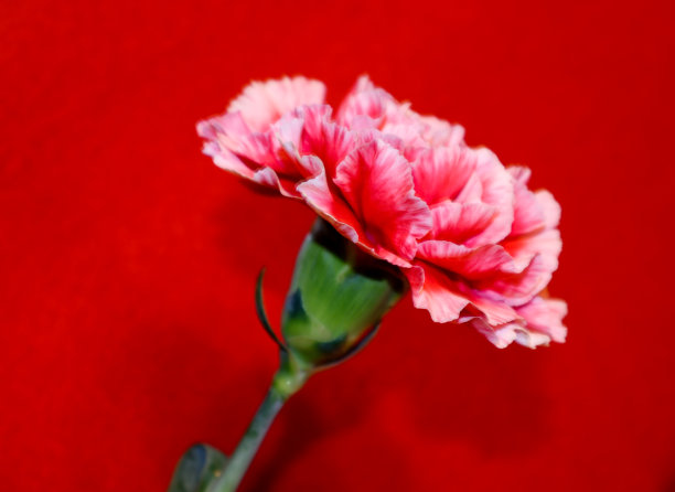 红色康乃馨图片下载