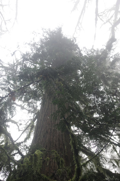 从雪松树下仰望天空图片下载