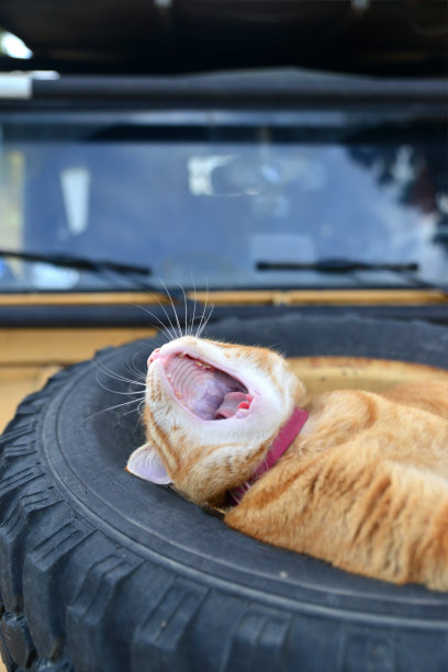 猫躺在汽车引擎盖上的轮胎里图片下载