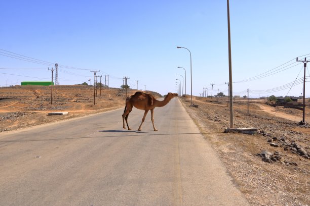 免费素材：阿曼街头行走的骆驼图片下载