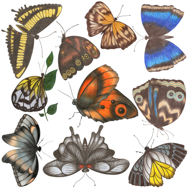一套手绘蝴蝶孤立在白色背景。图片下载