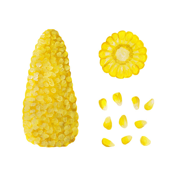 去皮的黄色玉米和割下的玉米穗和黄色谷物分离在白色玉米上。手绘插画的现实风格。图片下载