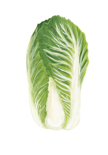 一颗成熟的北京大白菜——一幅写实风格的手绘插图。白上分离的大白菜。图片下载