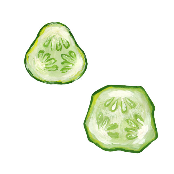 手绘黄瓜片孤立在白色。栅格现实主义艺术插画与黄瓜切过。手工绘制的新鲜多汁黄瓜片图片下载