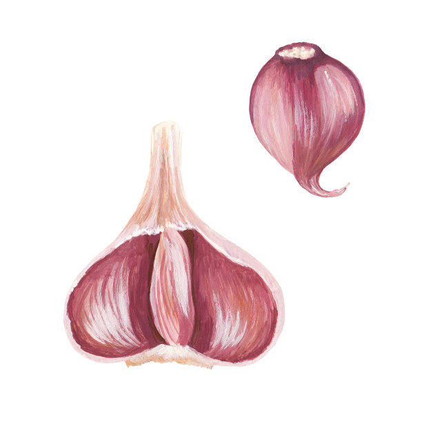 半瓣蒜，里面有蒜瓣，一瓣蒜，用手把蒜瓣剥下来，放在白色的纸上。光栅库存蔬菜插图。图片下载