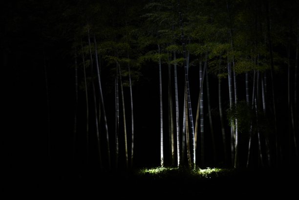 夜光照耀下的公园竹林。图片下载