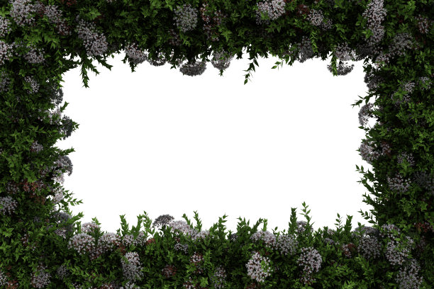 绿色的阿比利亚叶和花边界孤立在白色背景- 3D插图图片下载