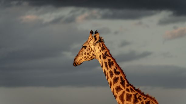 可爱的长颈鹿走在大自然中，在一个阳光灿烂的日子，在一个多云的天空图片下载