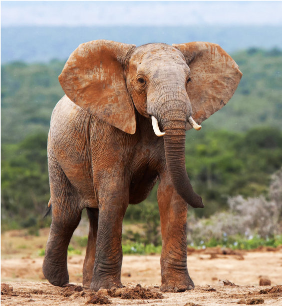 美丽的阿多，南非野生动物图片图片下载