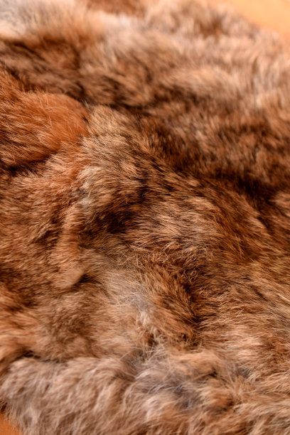 毛皮大衣图片下载