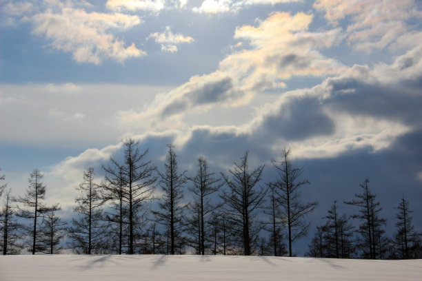 雪山和日本落叶松图片下载