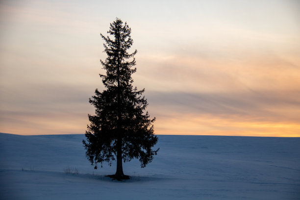伫立在雪原上的松树图片下载