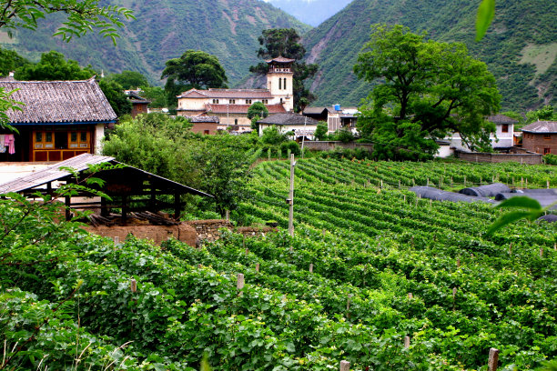 藏区著名的慈中教堂及周边葡萄园图片下载