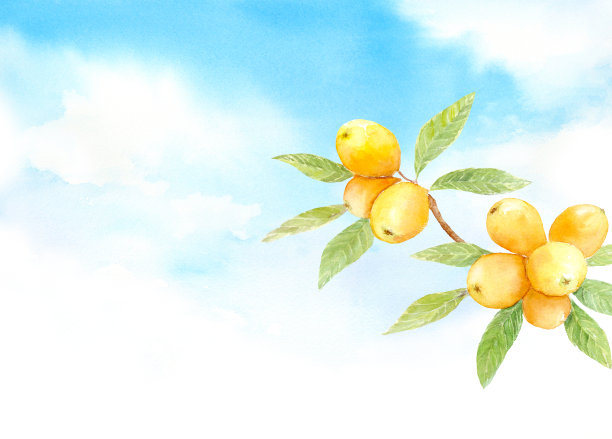 空中枇杷的水彩画图片下载