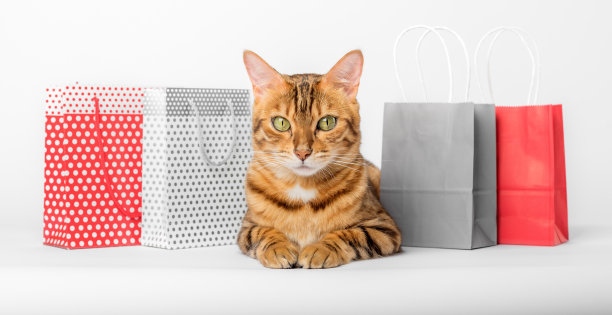 白底纸袋的孟加拉猫。图片下载