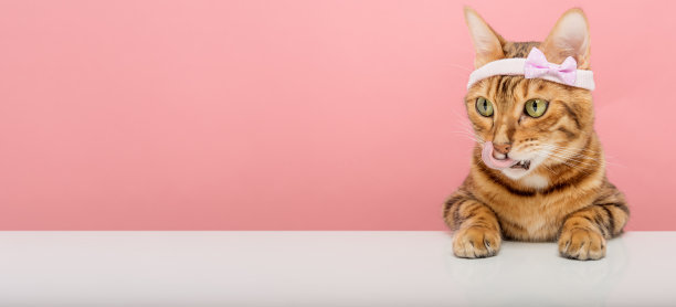 一只戴着粉色项圈的孟加拉猫对着背景舔着嘴唇。图片下载