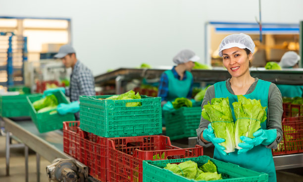 菜厂女工在分类时演示成熟的生菜图片下载