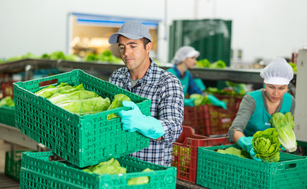 在蔬菜分拣厂，一名专注的男子正在把装满生菜的盒子堆在一起图片下载