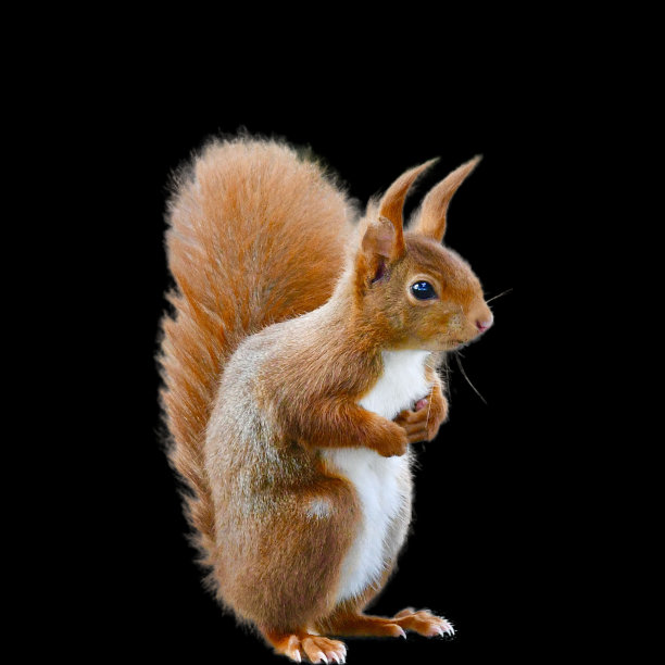 可爱的松鼠看向别处图片下载