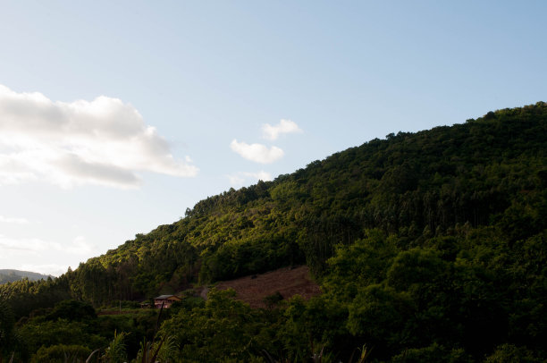 黄昏时山上森林的照片图片下载