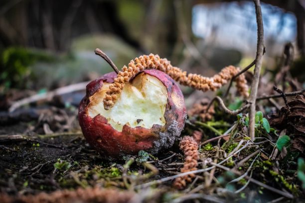 森林里地上一个烂苹果的特写图片下载