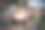 森林里地上一个烂苹果的特写图片下载