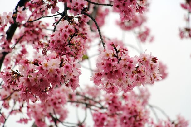 花园里树上美丽的粉色樱花特写图片下载
