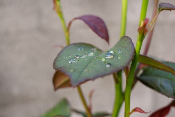 特写镜头的玫瑰丛叶子被雨滴淋湿图片下载
