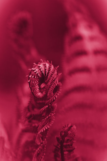 2023年新趋势Viva品红色图片下载