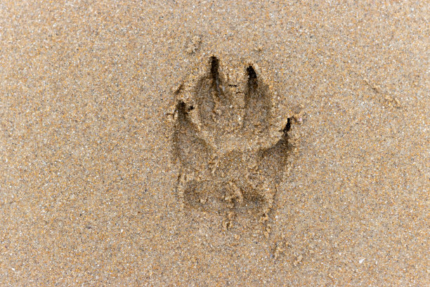 沙滩上的沙子上有狗的脚印。宠物度假概念，狗狗海滩图片下载