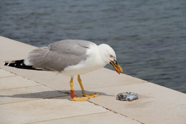一只海鸥在港口图片下载