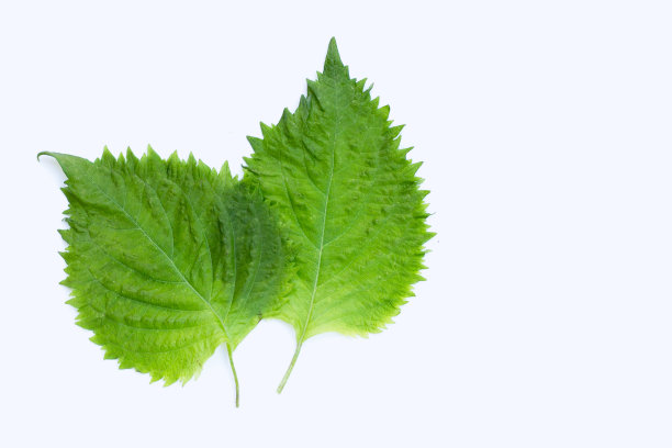 白色背景上的绿色紫苏叶或欧巴叶。图片下载